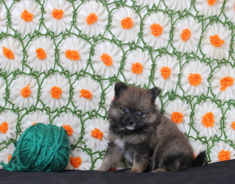 puppy, for, sale, Pomeranian, Matthew B. Stoltzfus, dog, breeder, Gap, PA, dog-breeder, puppy-for-sale, forsale, nearby, find, puppyfind, locator, puppylocator, aca